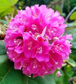 芙蓉花开