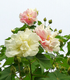 芙蓉花开