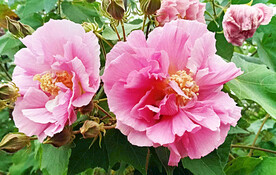 芙蓉花开