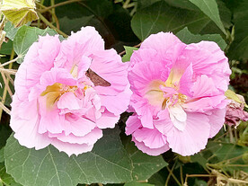 芙蓉花开