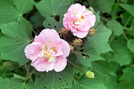 芙蓉花开