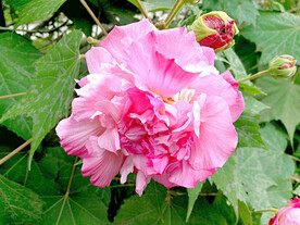 芙蓉花开