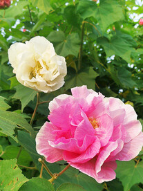 芙蓉花开