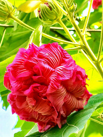 芙蓉花开