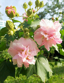 芙蓉花开