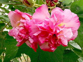 芙蓉花开