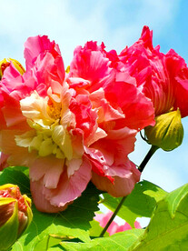 芙蓉花开