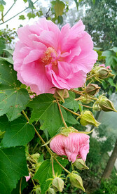 芙蓉花开