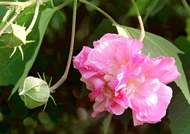 芙蓉花开