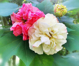 芙蓉花开