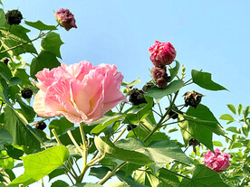 芙蓉花开