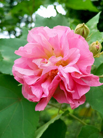 芙蓉花开