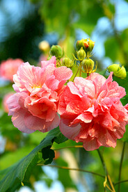 芙蓉花开