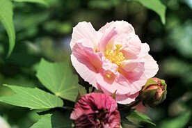 芙蓉花开
