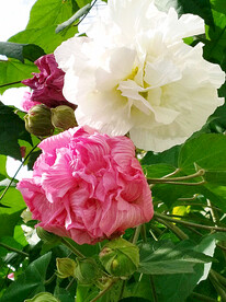 芙蓉花开