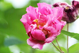 芙蓉花开