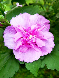 芙蓉花开