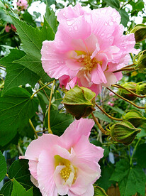 芙蓉花开
