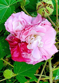 芙蓉花开