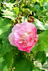 芙蓉花开