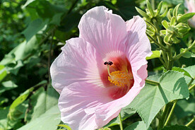 芙蓉花开