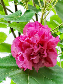 芙蓉花开