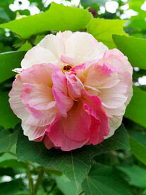 芙蓉花开