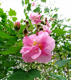 芙蓉花开