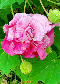 芙蓉花开