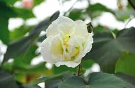 芙蓉花开