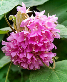 芙蓉花开