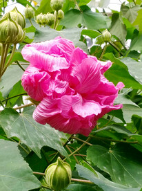 芙蓉花开