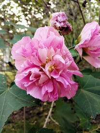 芙蓉花开