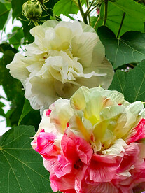 芙蓉花开