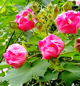 芙蓉花开
