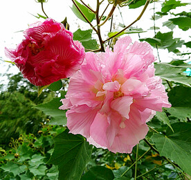 芙蓉花开