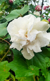 芙蓉花开