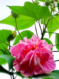 芙蓉花开