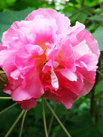 芙蓉花开