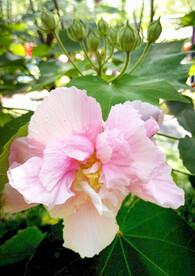 芙蓉花开