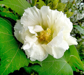 芙蓉花开