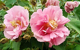 芙蓉花开