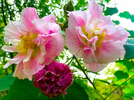 芙蓉花开
