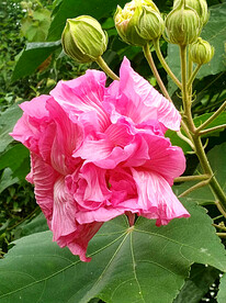 芙蓉花开