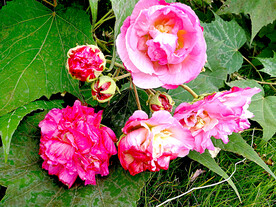 芙蓉花开