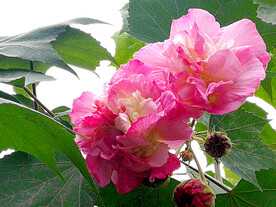 芙蓉花开
