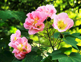 芙蓉花开