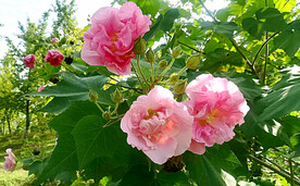 芙蓉花开