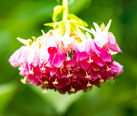 芙蓉花开