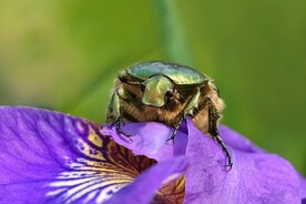 蜜蜂